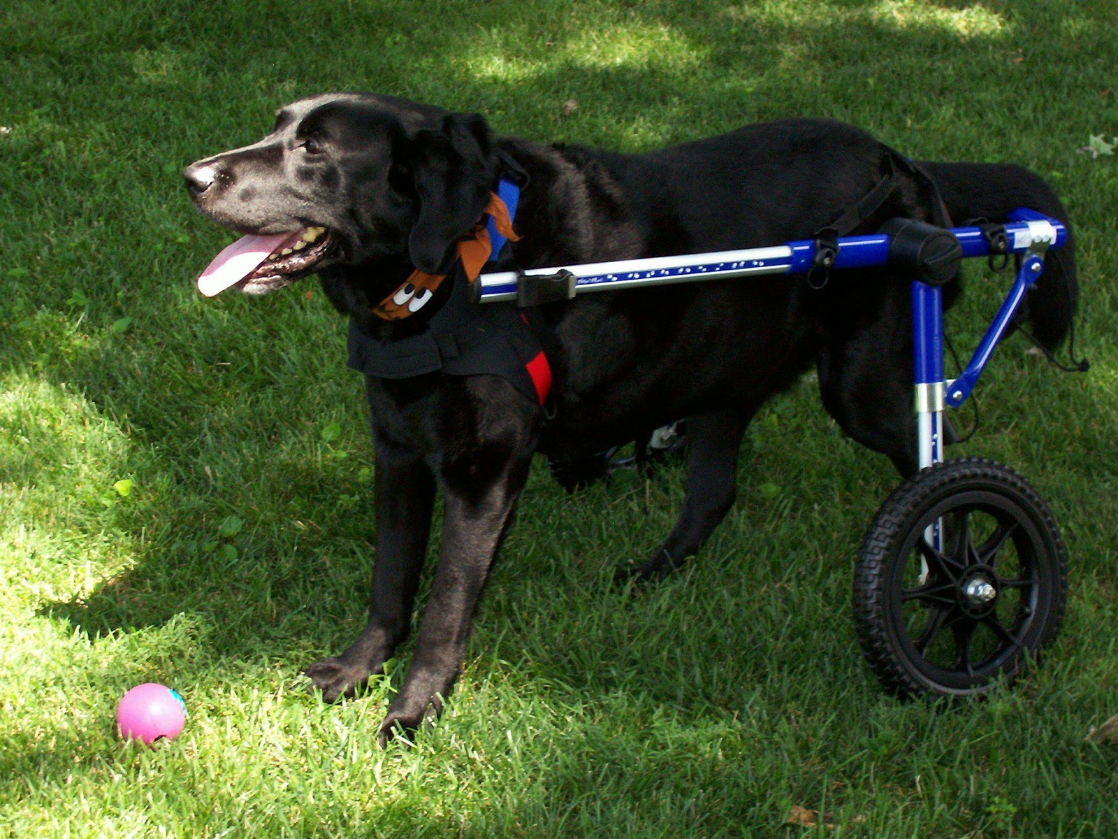 walkin wheels dog wheelchair walkin wheels dog wheelchair